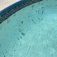 black algae 2